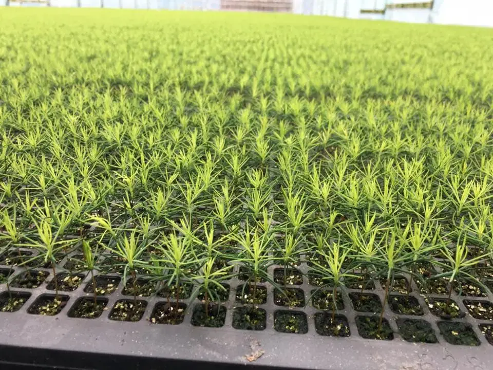 mikroplanter