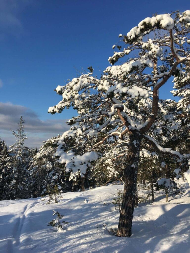 Furu skog snø vinter